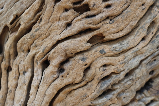 Close-up view rough texture of tree trunk