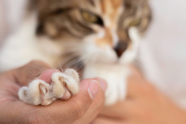 Close up view of sharp feline nails with blurred cat in the backgrund and human hands