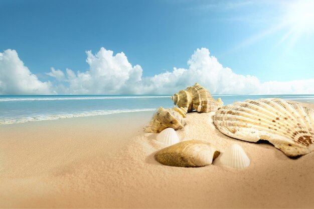 Close up view of shells on the sandy beach