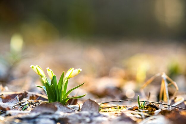 Close up view of small fresh snowdrops flowers growing among dry leaves in forest.