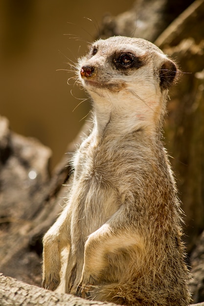 Close up view of a small meerkat or suricate (Suricata suricatta) on the dirt.