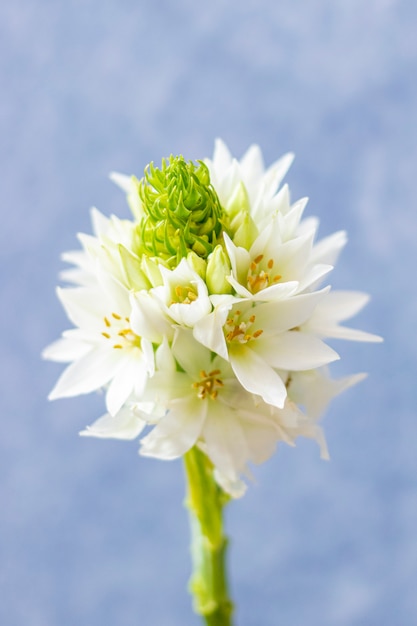 A close up view of a Star of Bethlehem flower