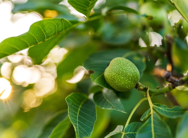 Close up view summer nut harvesting Macro shot of organic green nuts on the branch