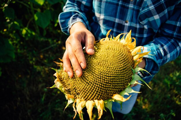 Close up view of a sunflower farmers hands the farmer examines the quality of the sunflower crop