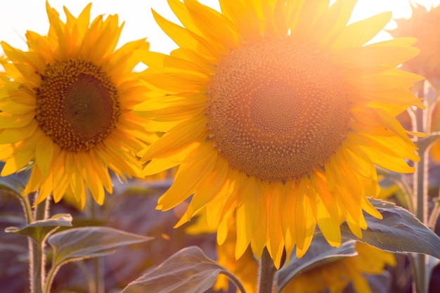 Close up view of sunflower flowers at the evening field