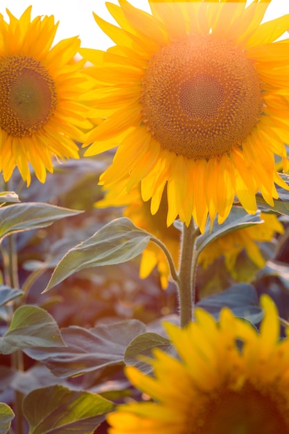 Close up view of sunflower flowers at the evening field