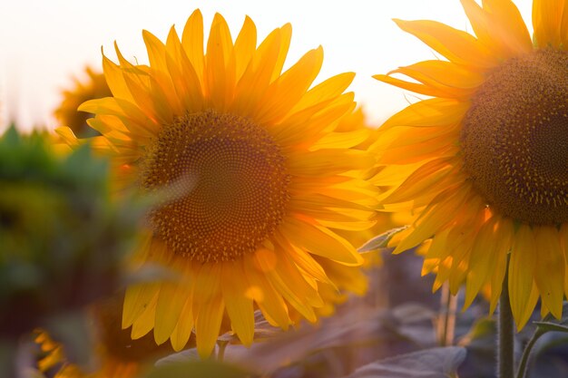 Close up view of sunflower flowers at the evening field