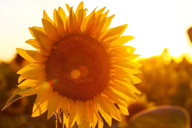 Close up view of sunflower flowers at the evening field