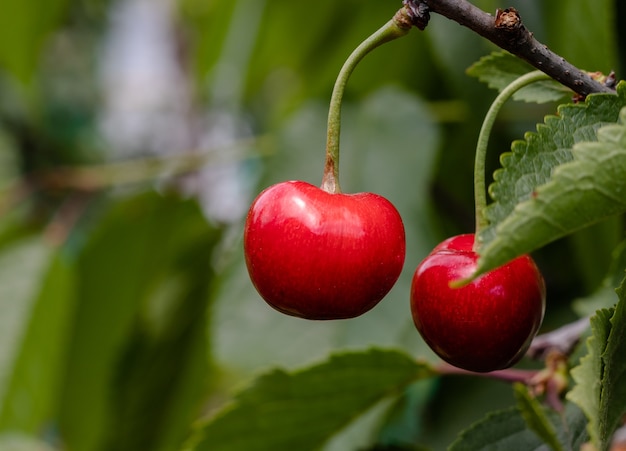 Close up view of sweet ripe cherry on the branch tree