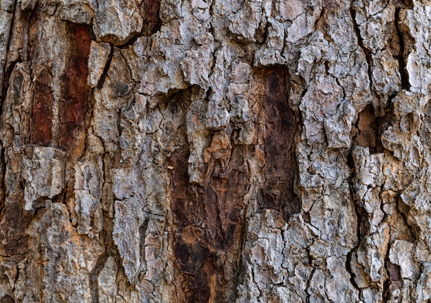 Close-up view of the texture of tree bark