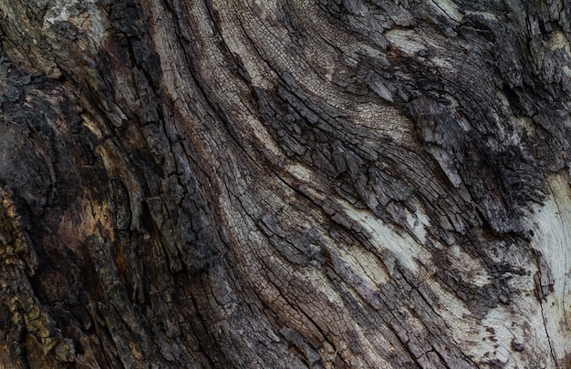 Close-up view of tree bark