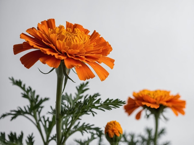 A close up view of vibrant orange marigold flowers set against a neutral background