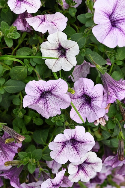 Close up view of a violet Petunia flower Background texture full frame