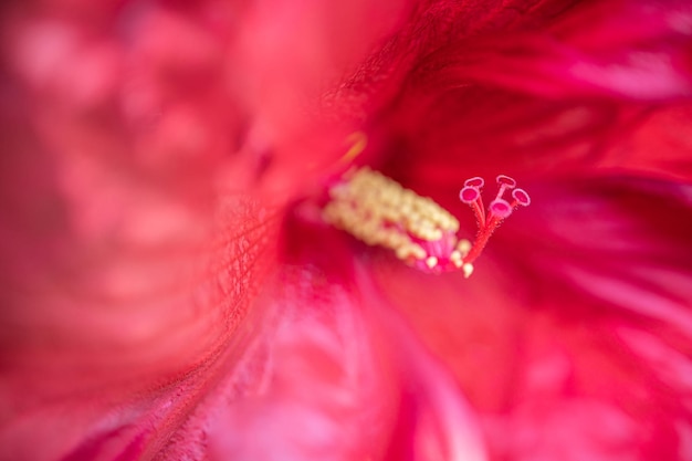 Close up view of violet tulip petal Flower in macro fine art beautiful floral nature photo