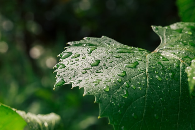 Close up view of water drops on green leaves after the rain, selective focus and blurred background.