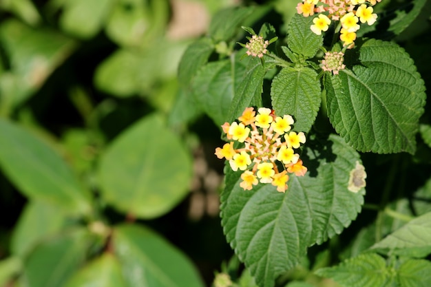 Close-up view of the West Indian lantana flowers.