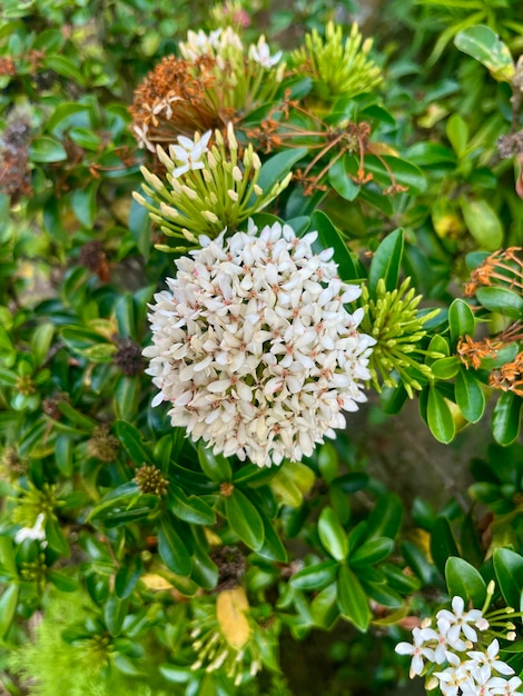 Close up view of White Ixora Chinensis flower