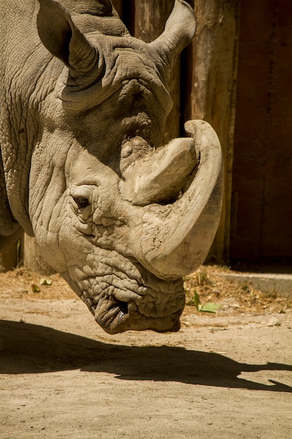 Close up view of a white rhinoceros or square-lipped rhinoceros (Ceratotherium simum) on a zoo.