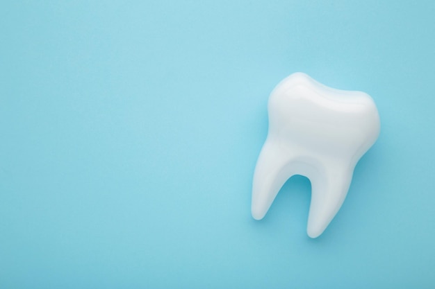 Close up view of white tooth model on blue background with copy space