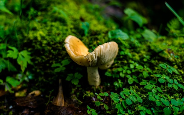 Close-up  view of wild colorful mushroom during monsoon season at forest at Nepal.