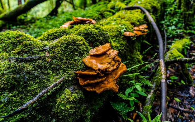 Close-up  view of wild colorful mushroom during monsoon season at forest at Nepal.