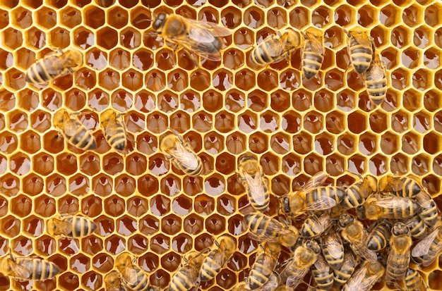 Close up view of the working bees on honey cells