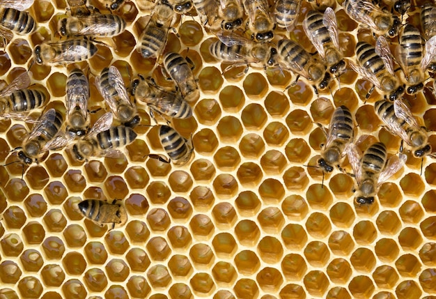 Close up view of the working bees on honeycells