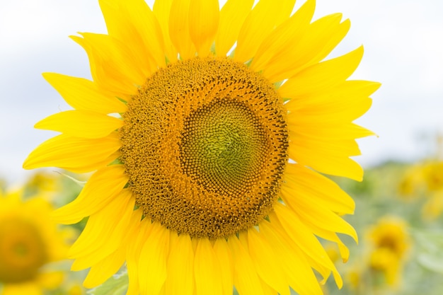 Close up view of the yellow sunflower, summer background