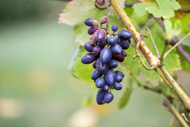 Close-up of vine branch with green leaves and isolated golden blue ripe grape cluster lit by bright sun 