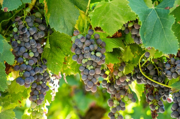 Close up vine grape in champagne vineyards at montagne de reims, Reims, France