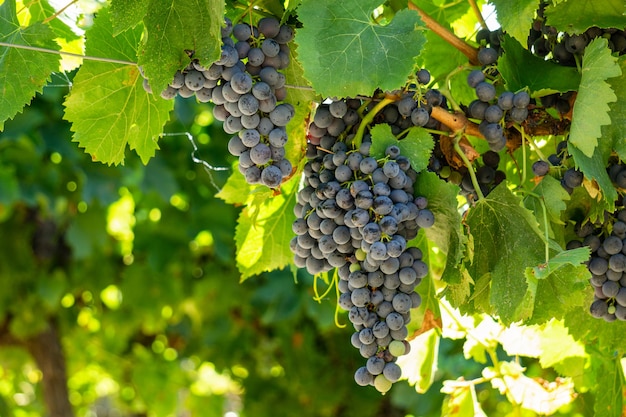 Close up vine grape in champagne vineyards at montagne de reims, Reims, France