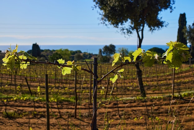 Close up of a vine twig with green leaves in a vineyard