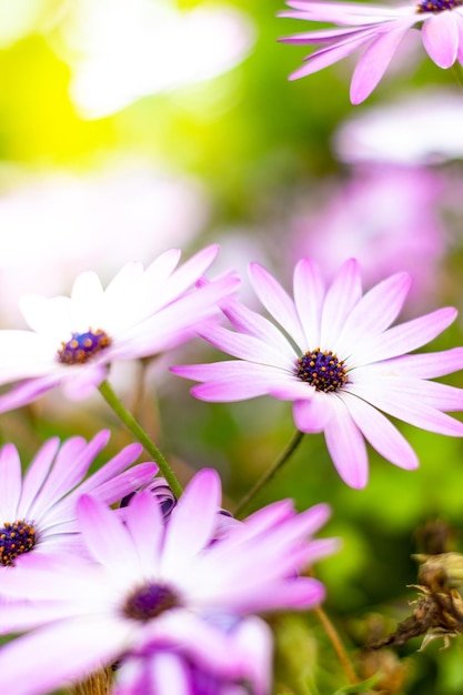 Close up of violet flowers in a garden Beautiful white and violet flowers in a garden Closeup of beautiful flower petals in a garden