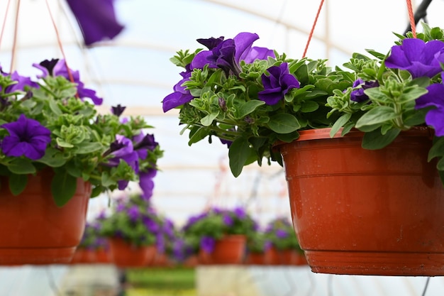 Close up of violet petunia in hanging pots for sale at the small local nursery Horticulture flower business