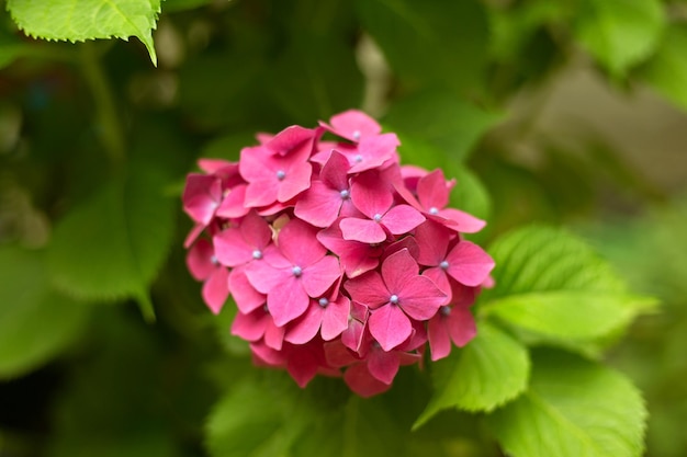 Close up vivid pink hortensia fresh flowers blur background