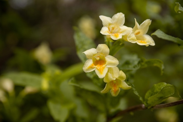 Close up of vivid yellow and white Weigela florida plant with flowers in full bloom in a garden in a sunny spring day beautiful outdoor floral background photographed with soft focus