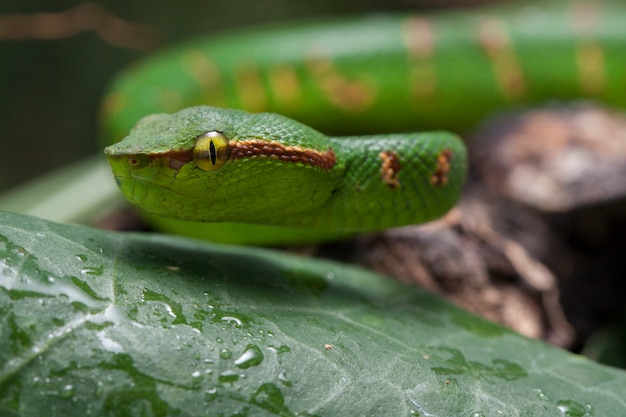 Close-up of Wagler's Pit Viper