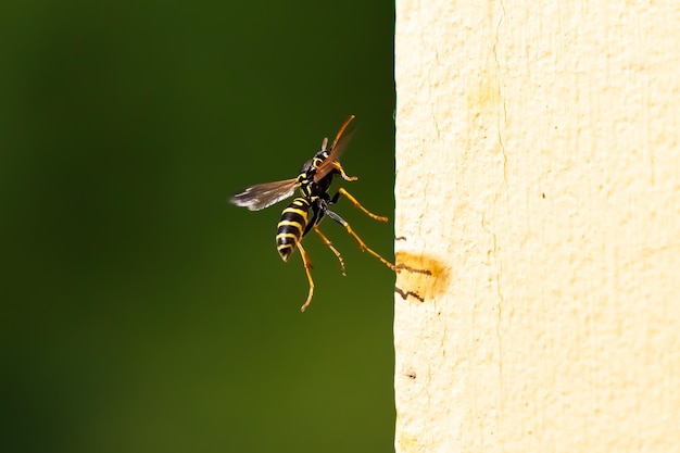 Close up of a wasp and hornet on a sunny bright day Insect nature photography