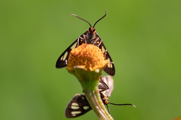 Close up wasp moth on grass flowers