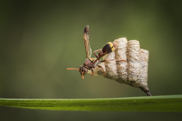 close up wasp on nest