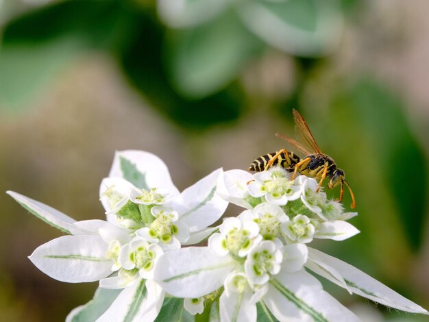 Photo close-up of wasp on white flower