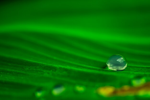 Close-up of Water drop on green leaf