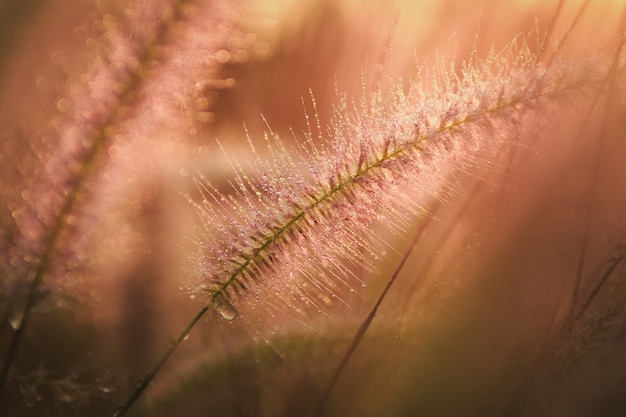 Close-up Water drops on flowers grass and sunrise background in the morning Vintage tone.