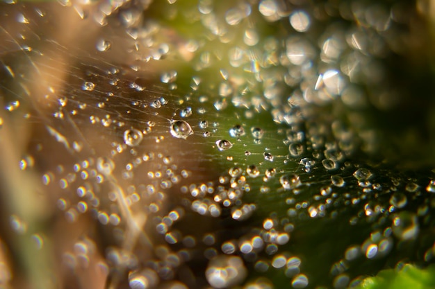 Photo close-up of water drops on leaf