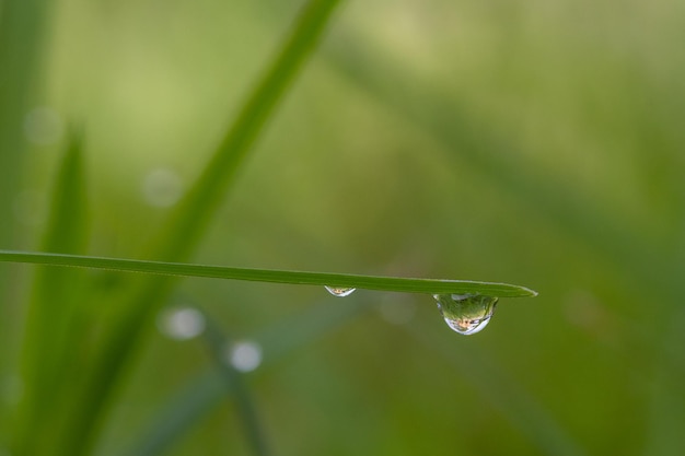 Photo close-up of water drops on leaf