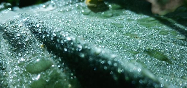 Close-up of water drops on leaves