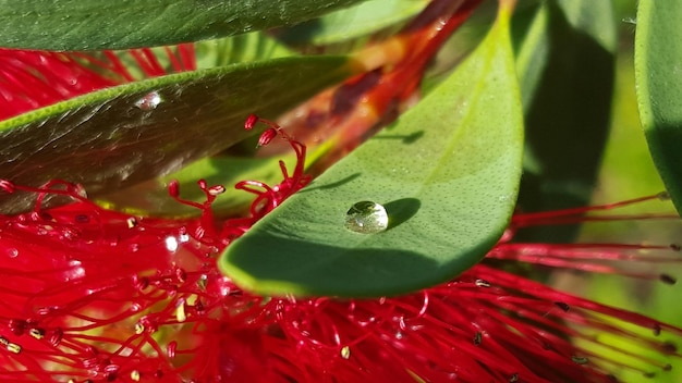 Photo close-up of water drops on leaves