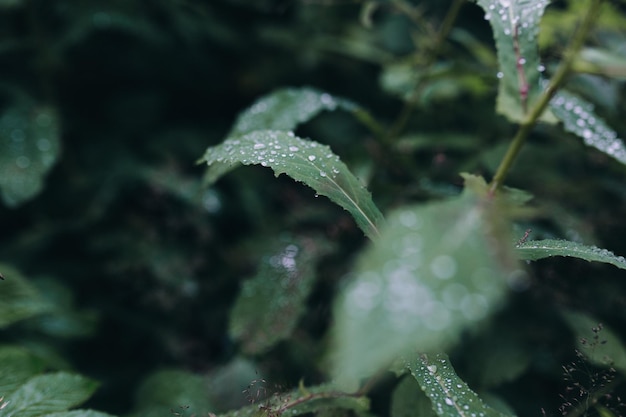 Photo close-up of water drops on plant