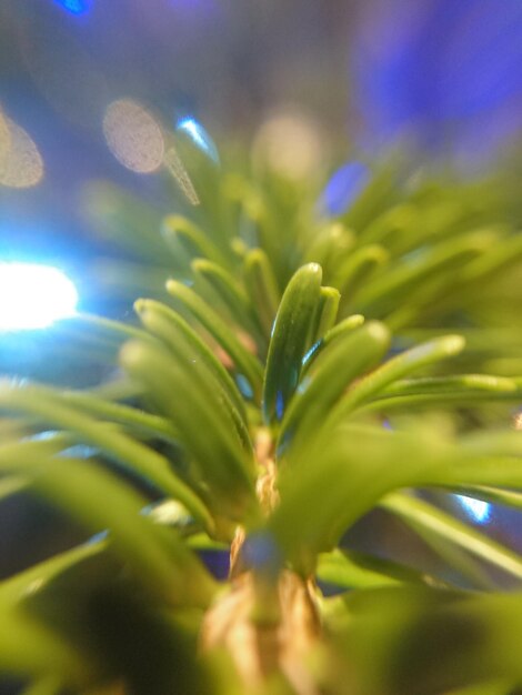 Photo close-up of water drops on plant