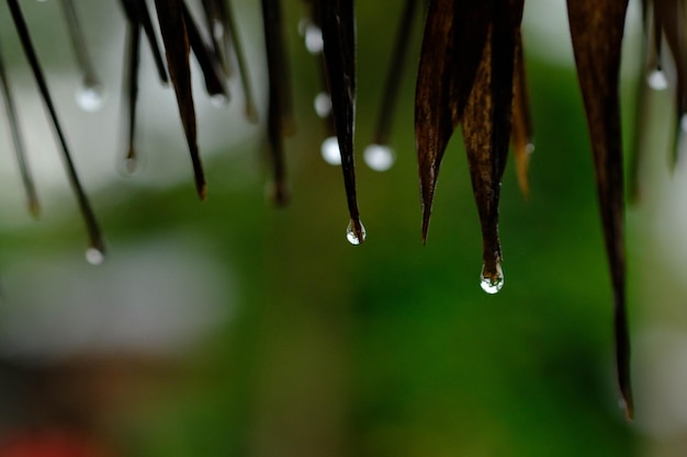 Photo close-up of water drops on plant